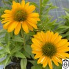 Echinacea purpurea 'Papallo® Classic Deep Yellow' - Punane siilkübar 'Papallo® Classic Deep Yellow' C1,5/1,5L